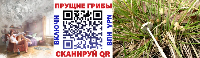 Псилоцибиновые грибы Magic Shrooms  Купить где  Снежногорск 